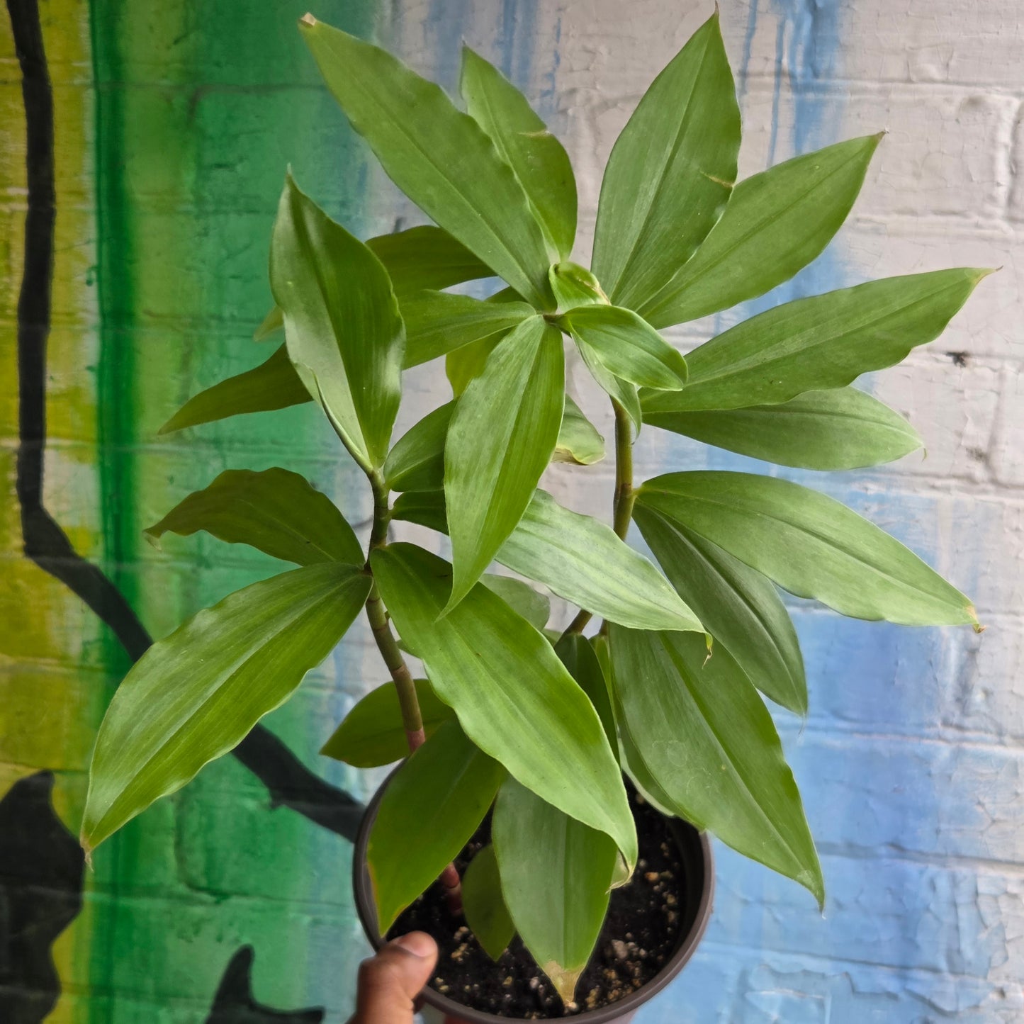 6” Insulin Plant | Fiery Costus