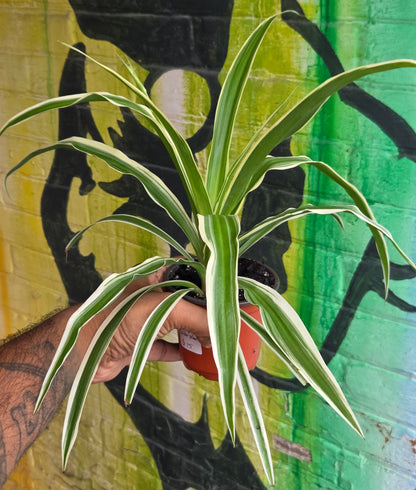 4.5" Reverse Variegated Spider Plant