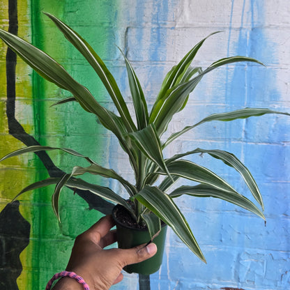 4" Dracaena Warneckii