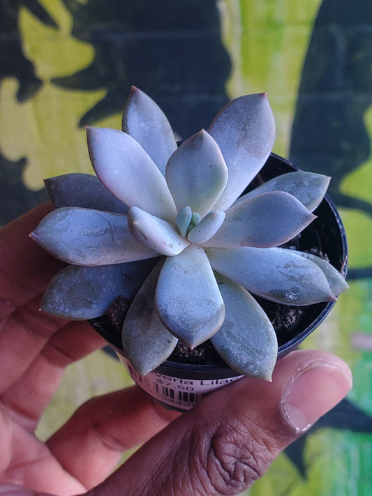 2.5" Sedeveria Lilac Mist