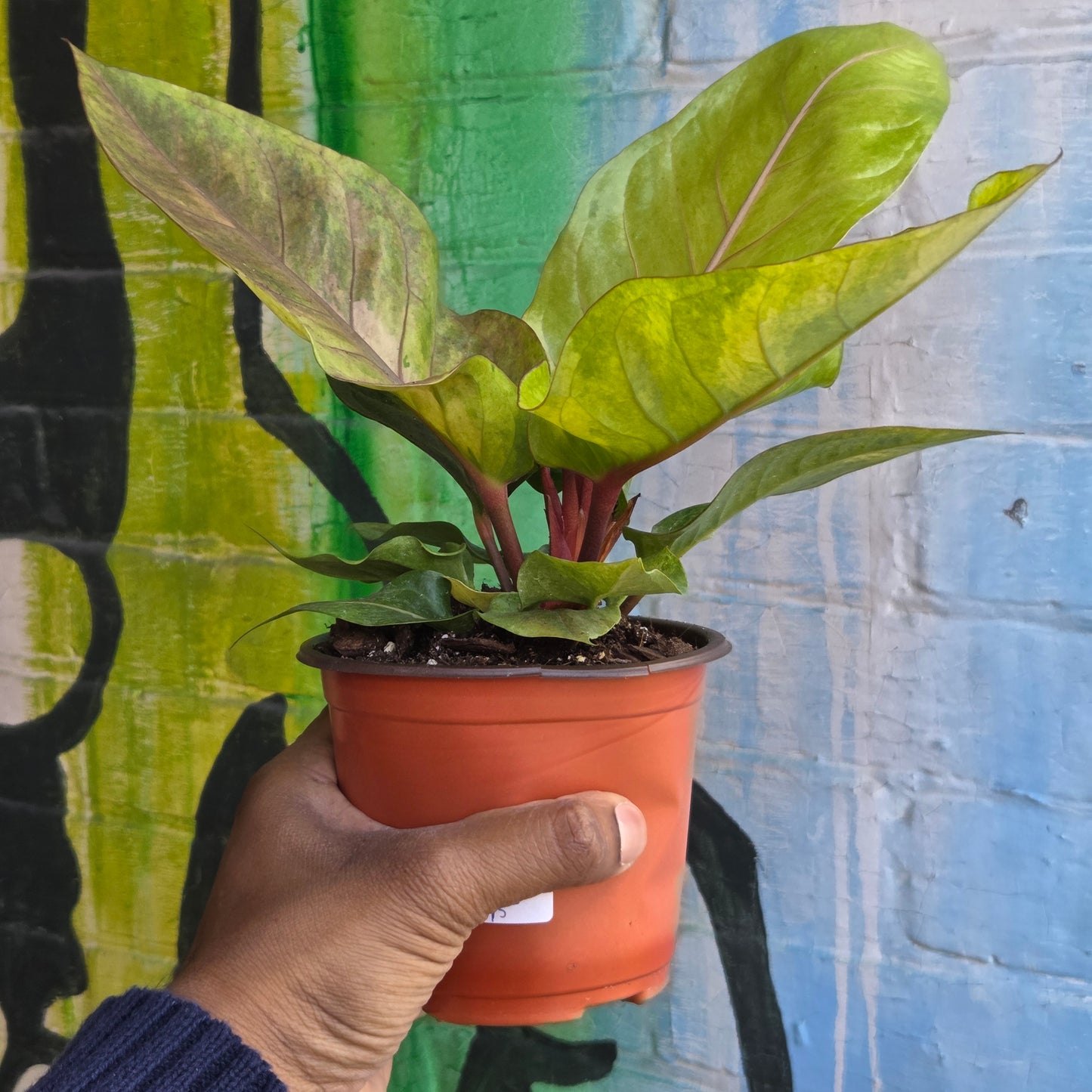 5” Anthurium Hookeri Variegata