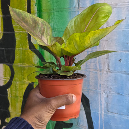 5” Anthurium Hookeri Variegata