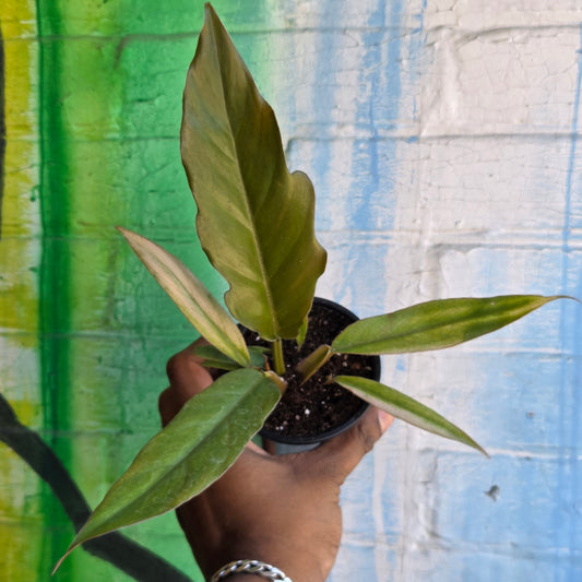3.5" Philodendron Caramel Pluto