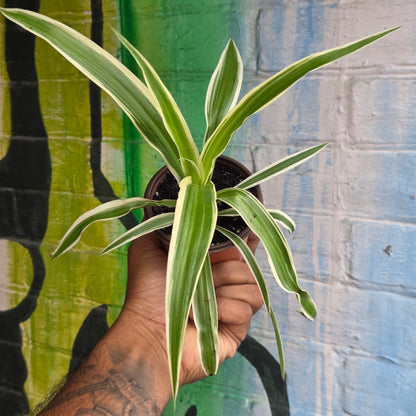 3.5" Reverse Variegated Spider Plant