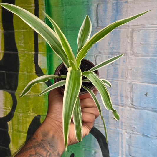 3.5" Reverse Variegated Spider Plant