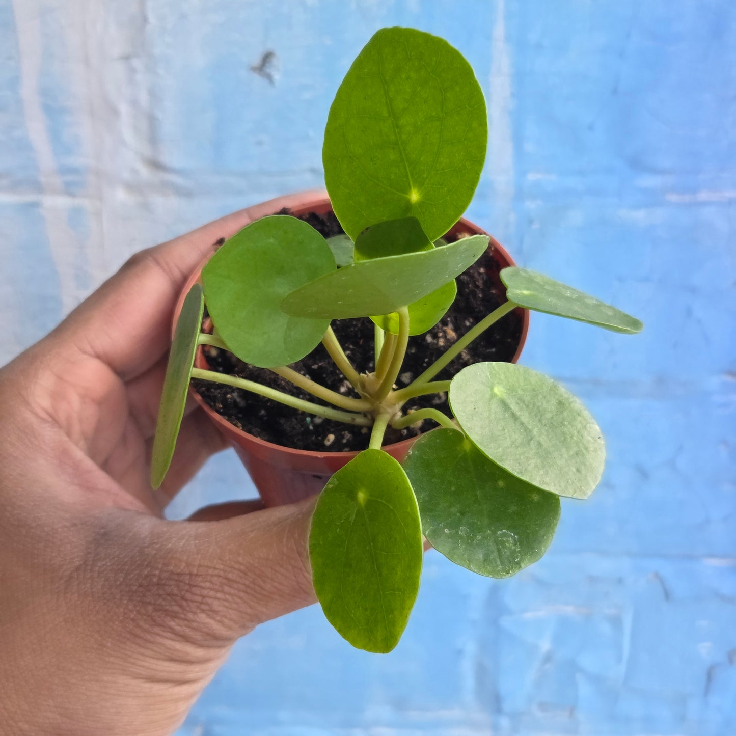 3" Pilea Peperomioides | Friendship Plant