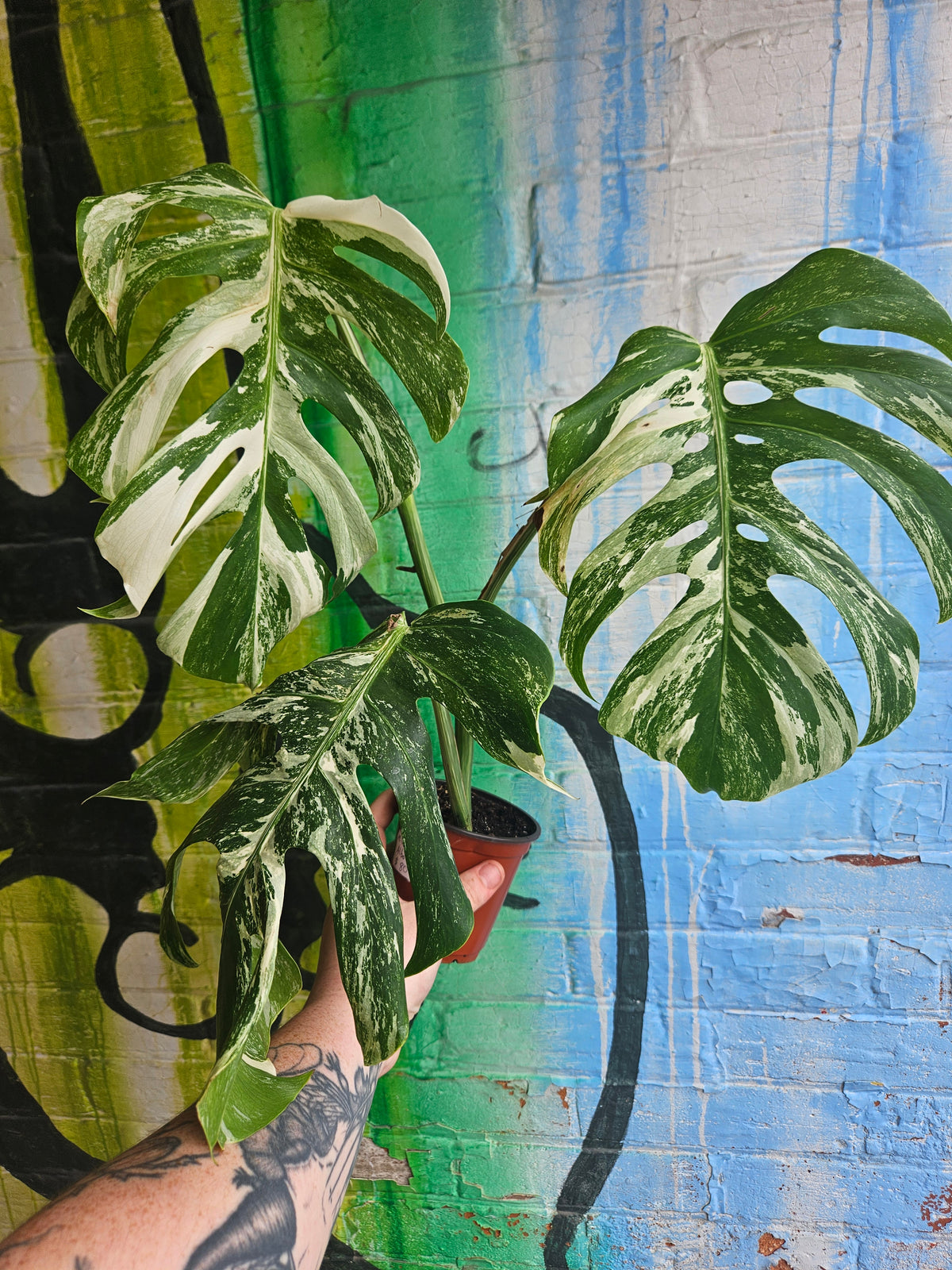 4" Monstera Deliciosa Albo