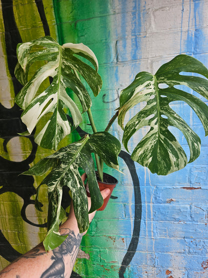 4" Monstera Deliciosa Albo
