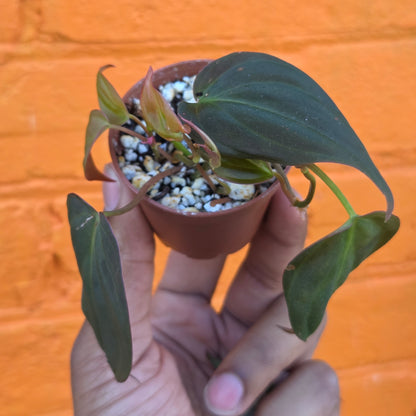 2.5" Philodendron Micans