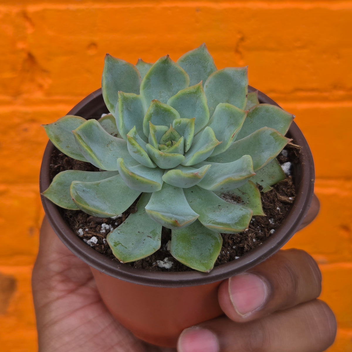 3.5" Echeveria Aurora