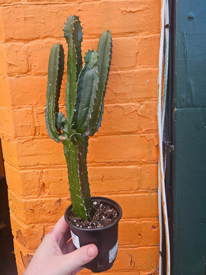 4” Euphorbia trigona Branching
