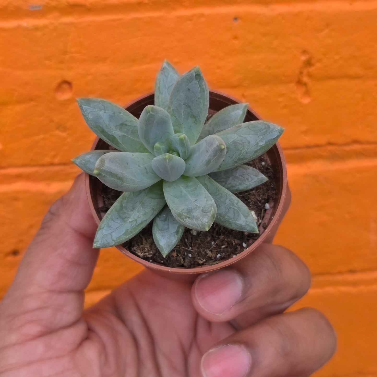 2.5” Pachyphytum moonsilver