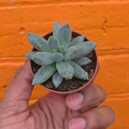 2.5” Pachyphytum moonsilver