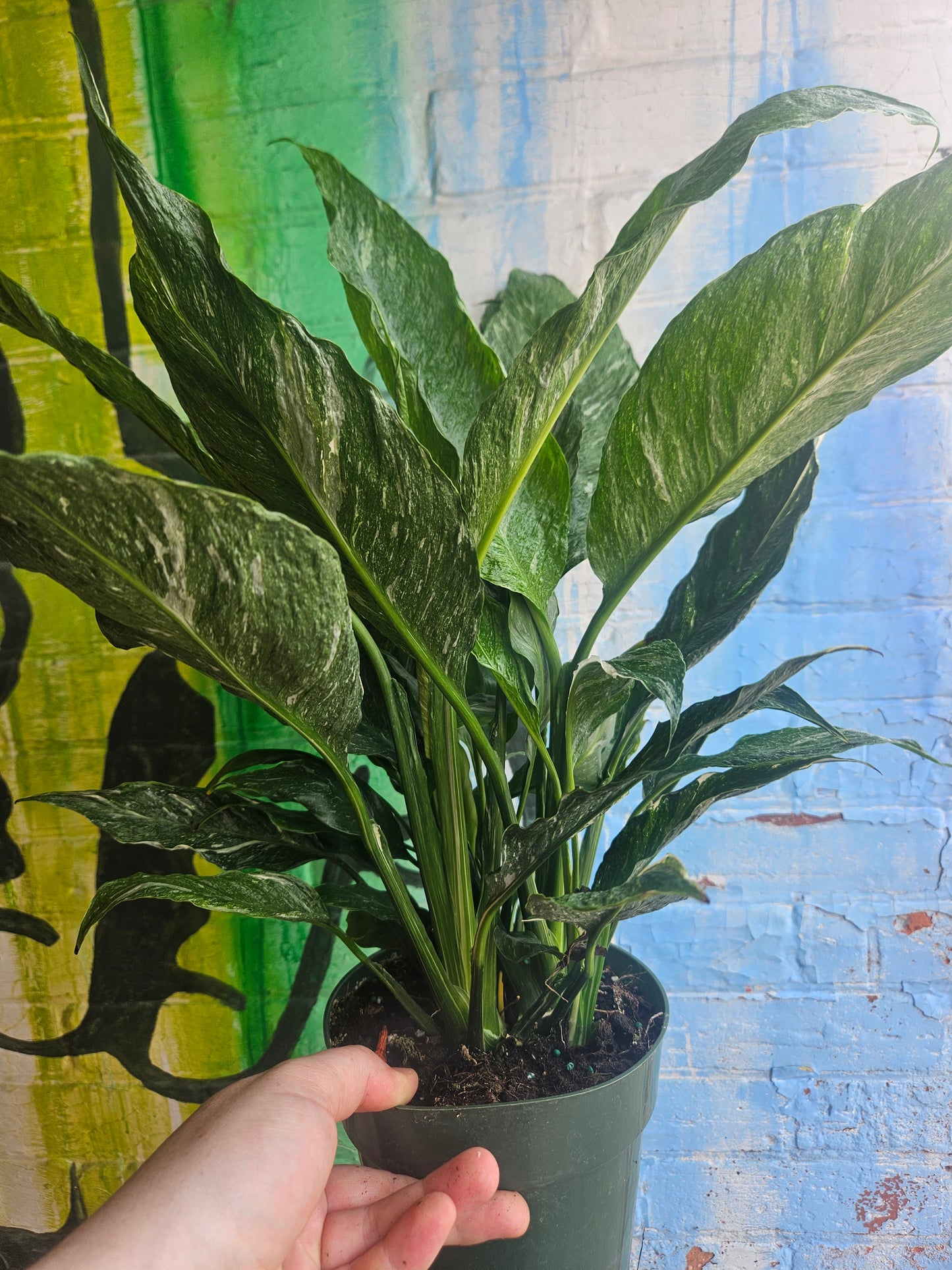 6" Spathiphyllum Diamond