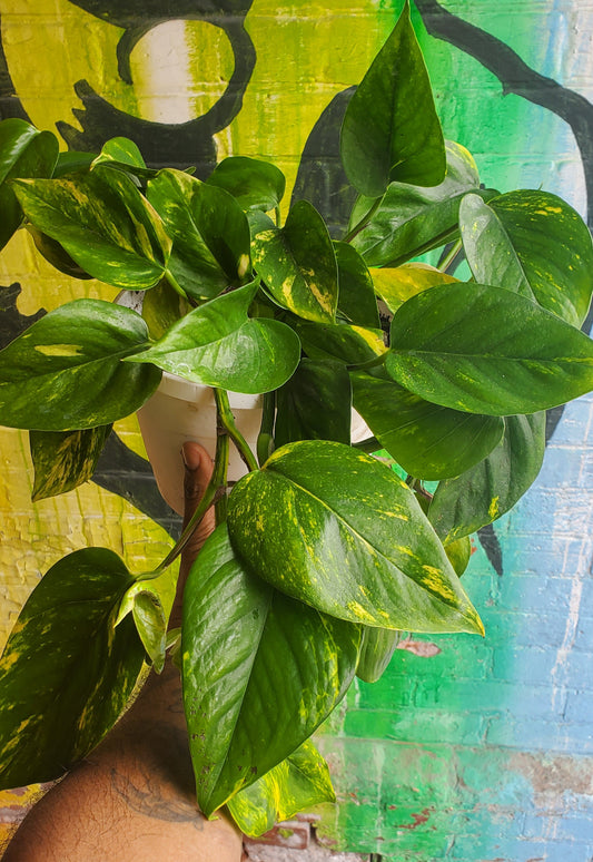 8" Hawaiian Pothos