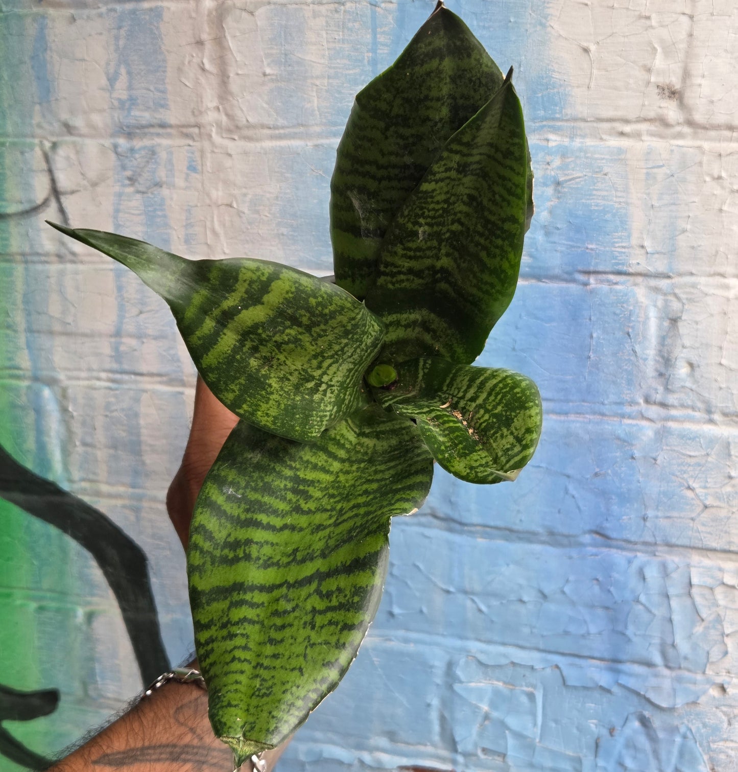 3.5 Sansevieria Futura Robusta