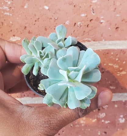 2.5" Echeveria Runyonii