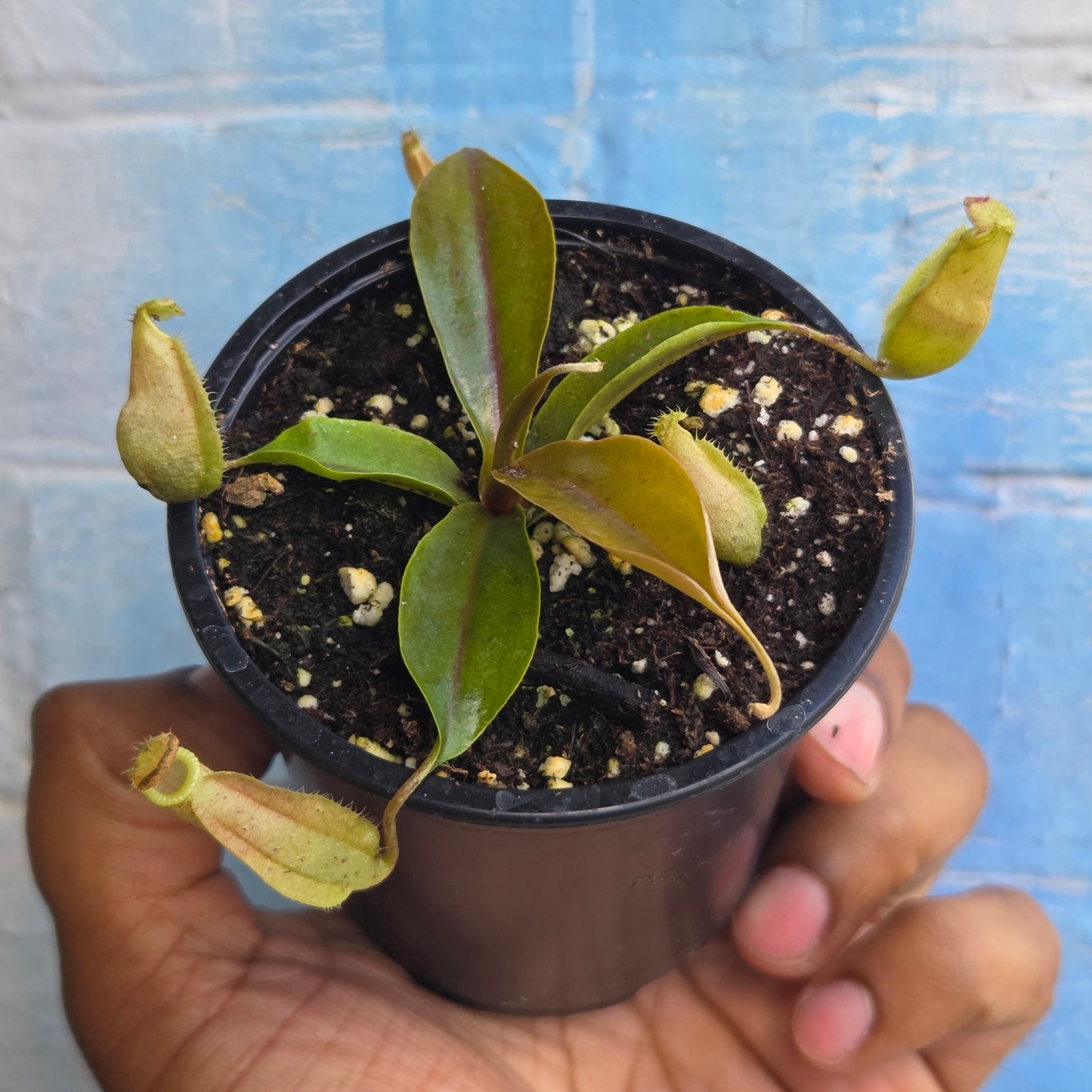 3.5" Nepenthes Mapuluensis | Pitcher Plant