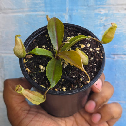 3.5" Nepenthes Mapuluensis | Pitcher Plant