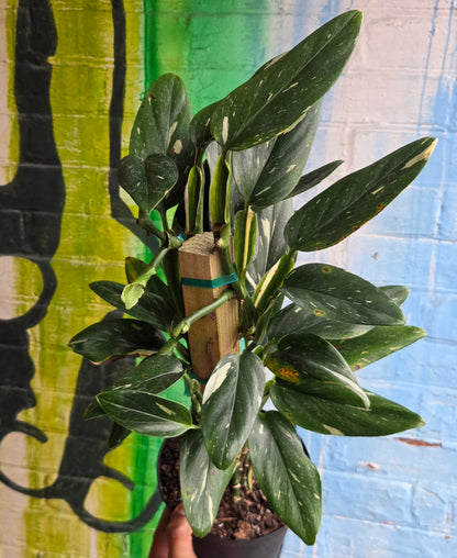 6" Monstera Standleyana Albo Totem