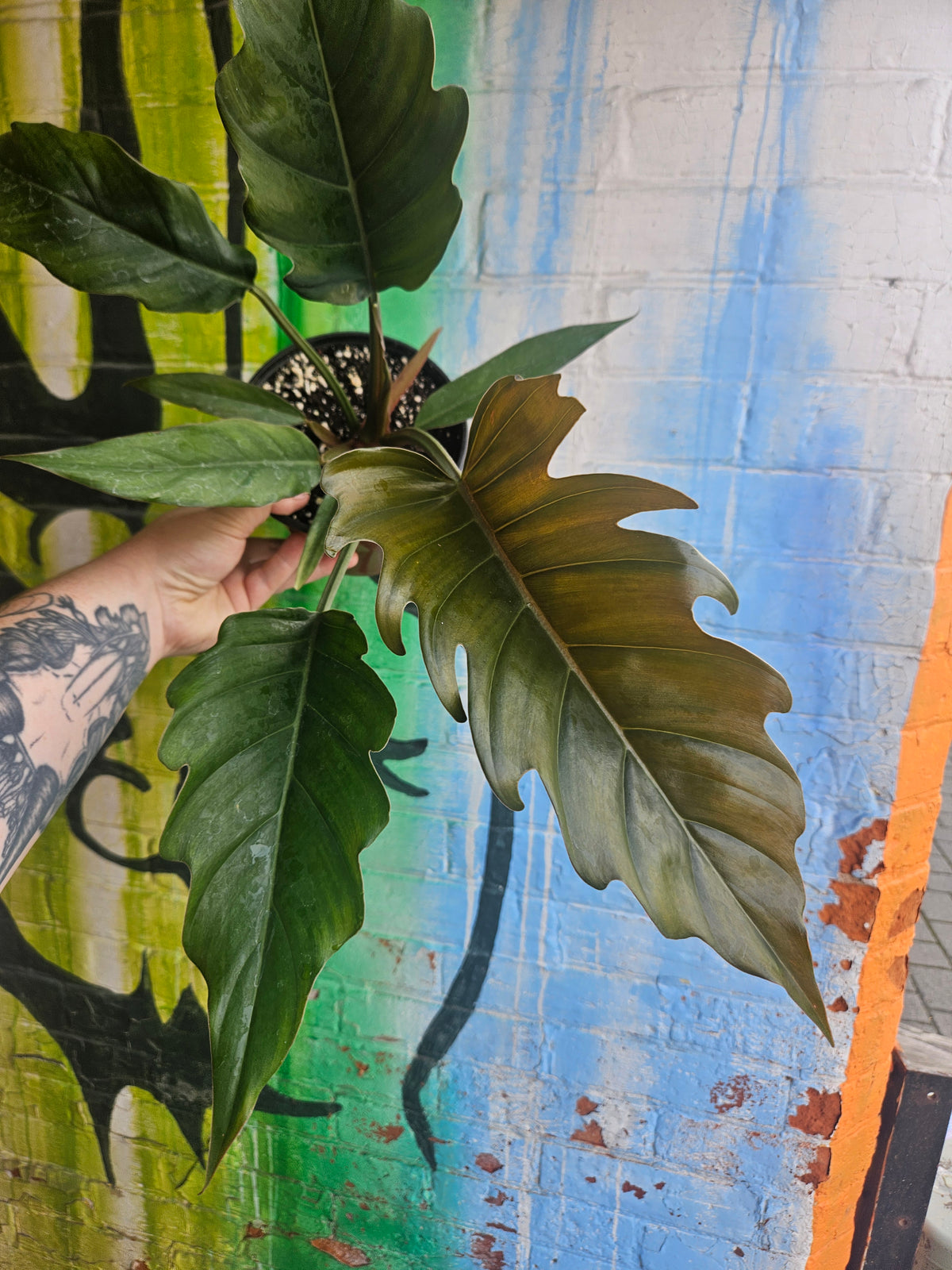 6" Philodendron Caramel Pluto