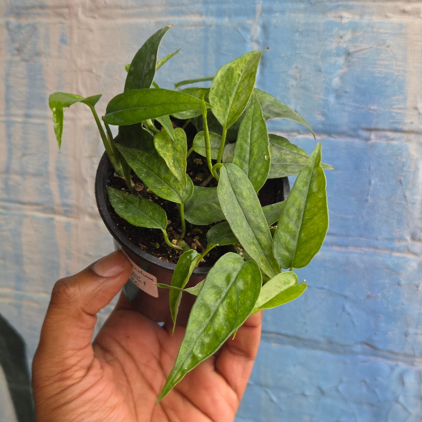 3.5" Epipremnum Pinnatum Yellow Mint