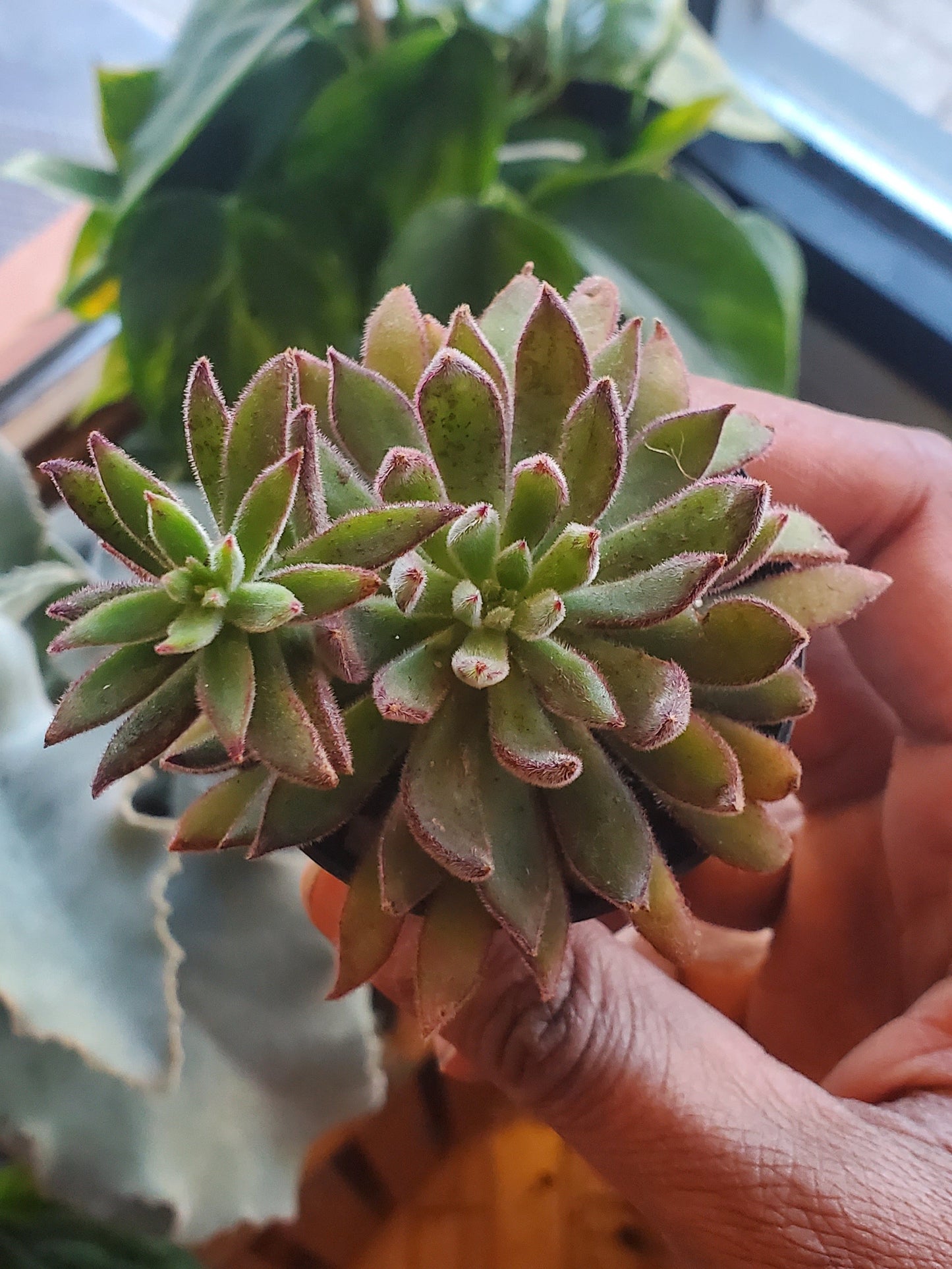 2.5" Echeveria Harmsii