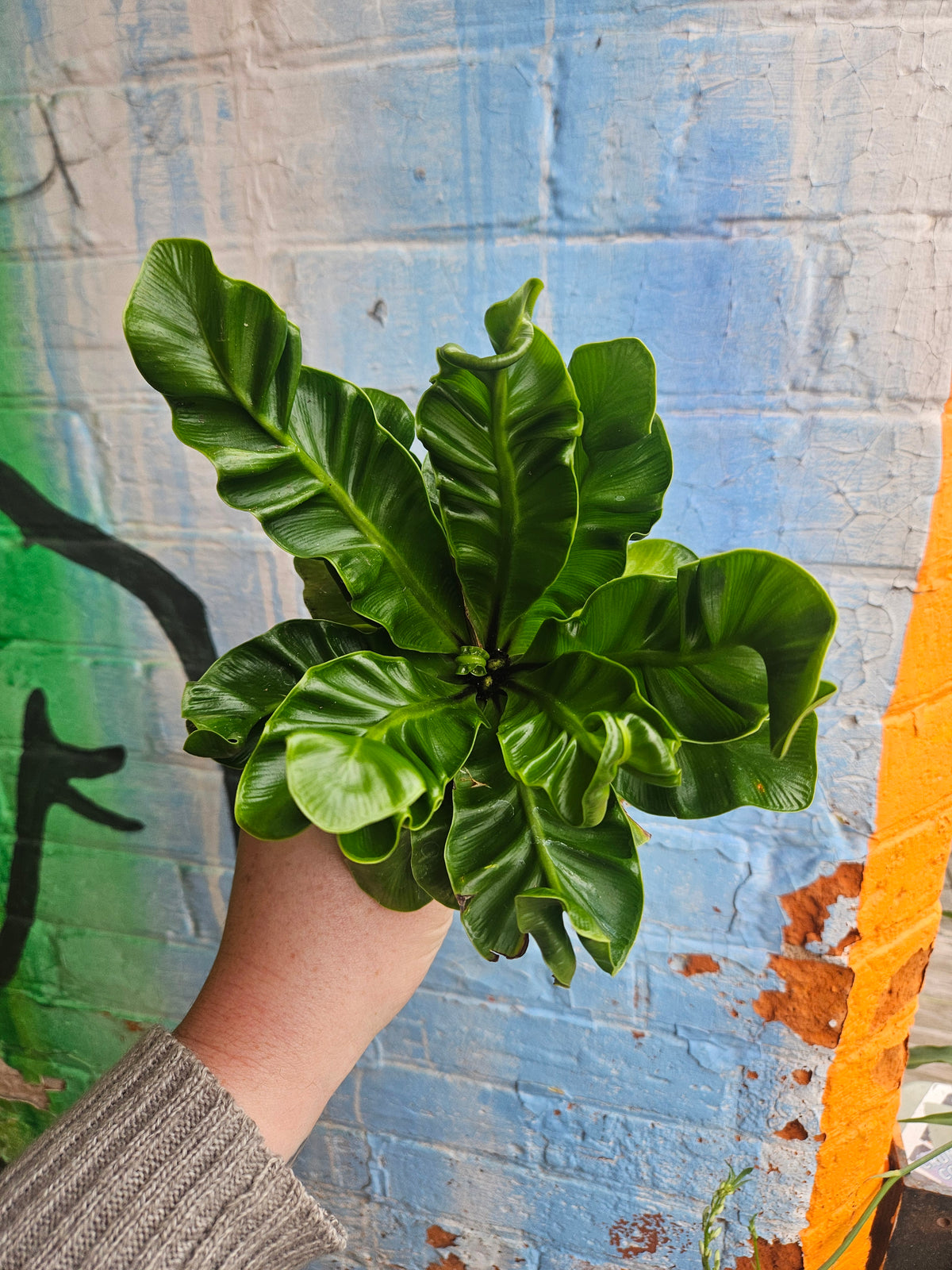 5" Asplenium nidus 'Cobra'