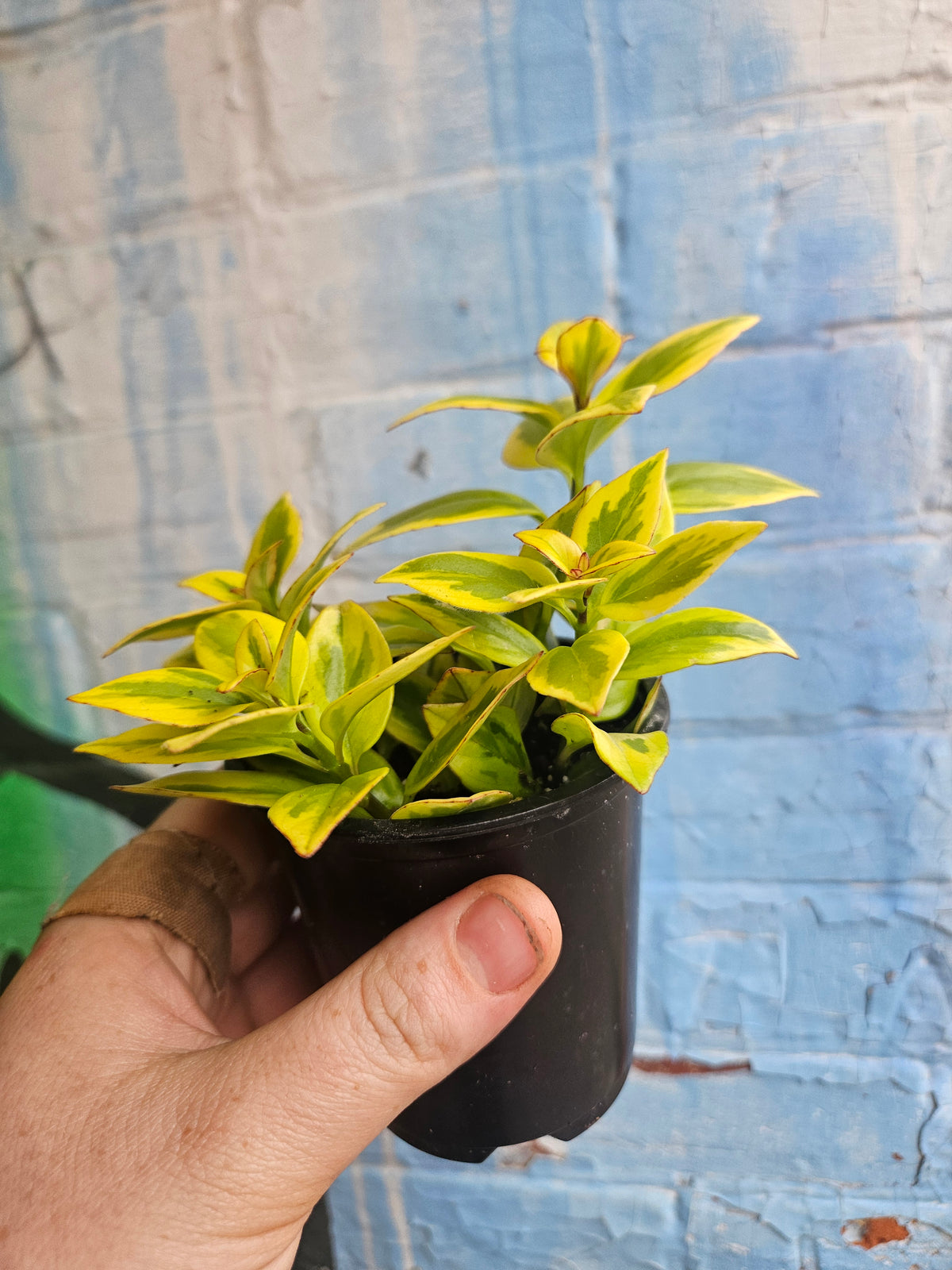 4" Nematanthus Aura Gold
