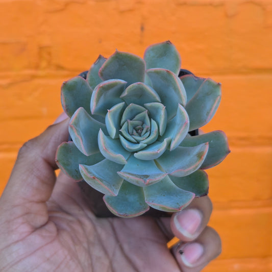 3” Echeveria Mensa