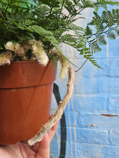 6" Rabbit's Foot Fern