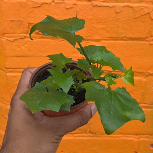3.5” German Ivy