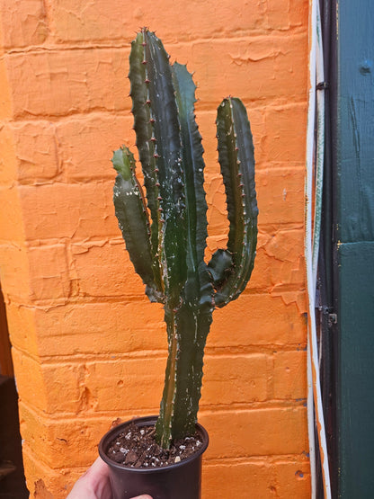4” Euphorbia trigona Branching