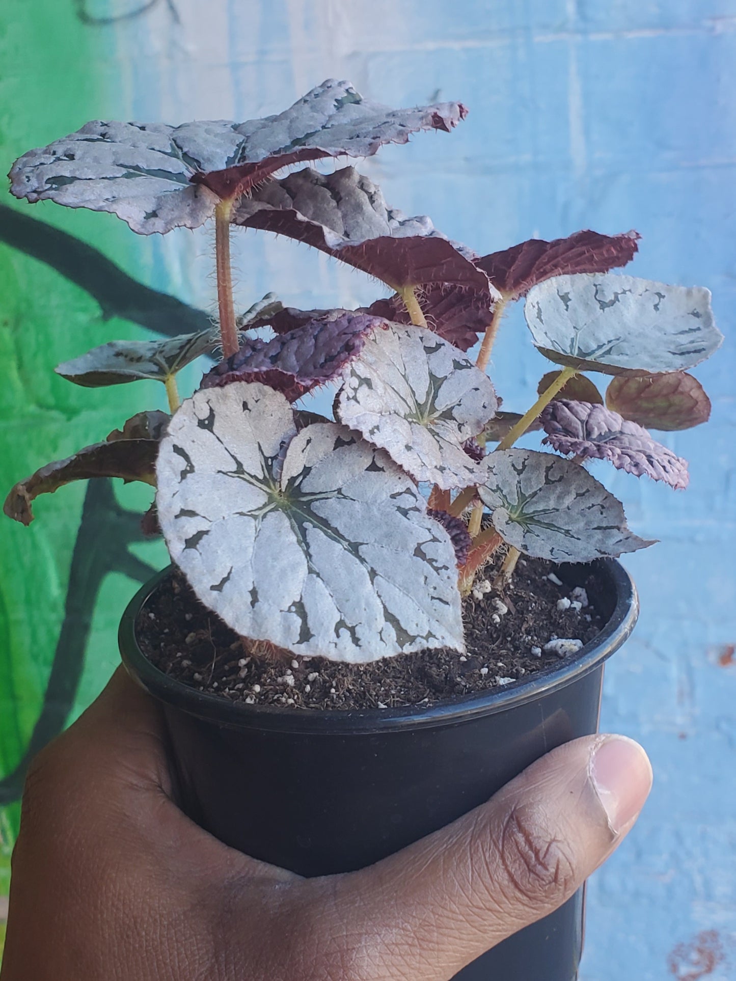 4" Begonia Rex Silver Dollar