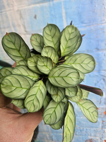 4" Ctenanthe burle-marxii Amagris