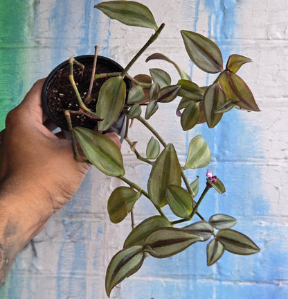3.5" Tradescantia Zebrina Superba