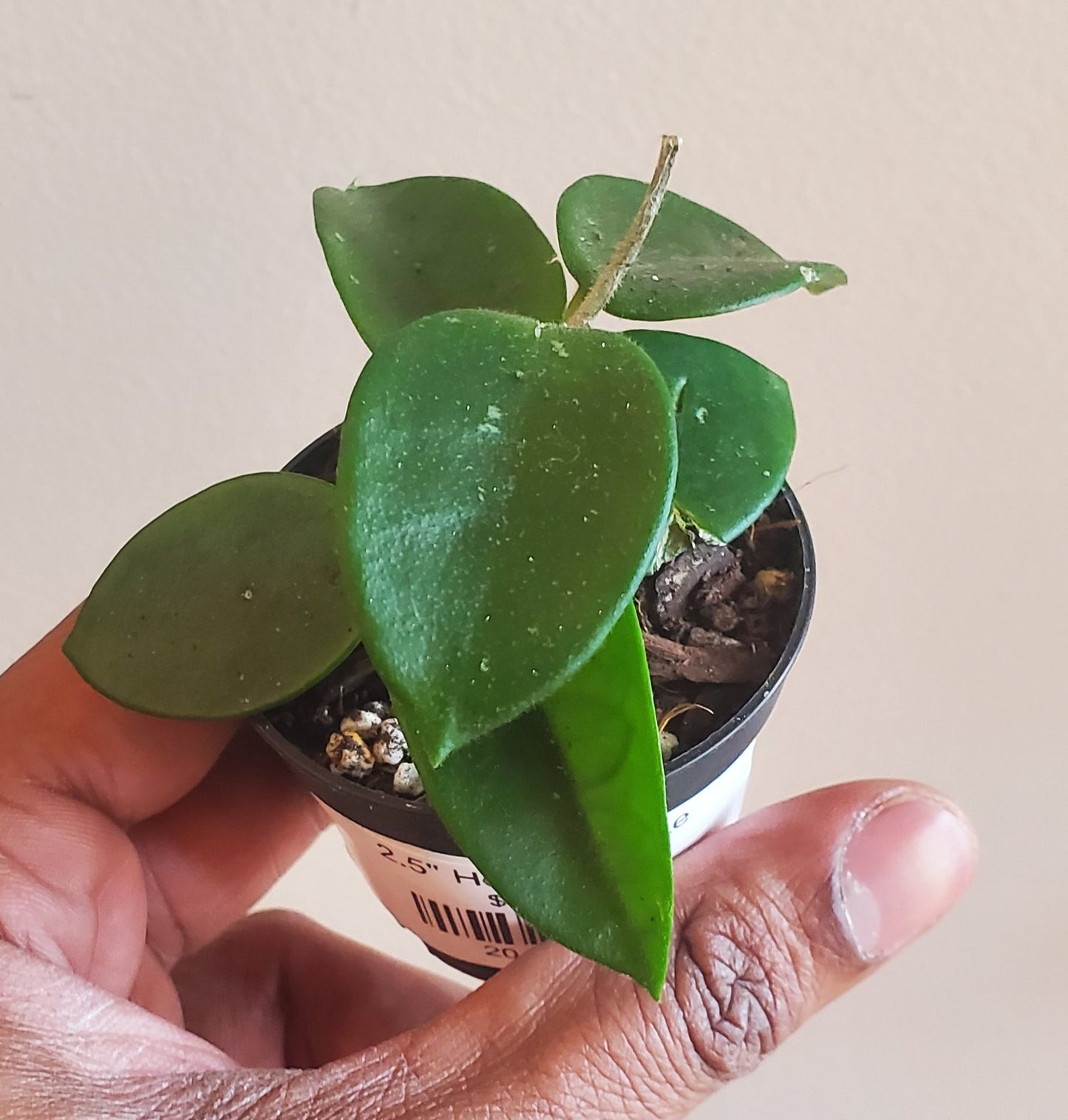 2.5" Hoya Chouke