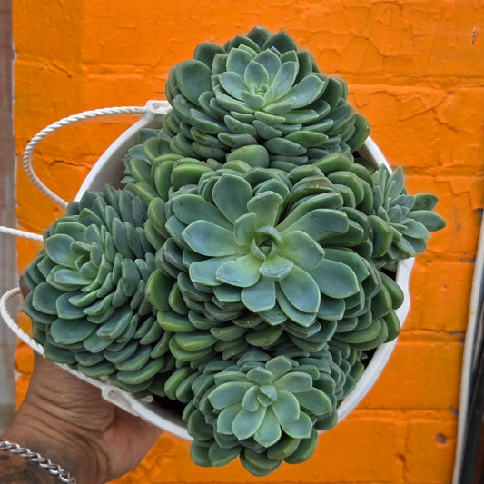 6" Echeveria Elegans Hanging Basket