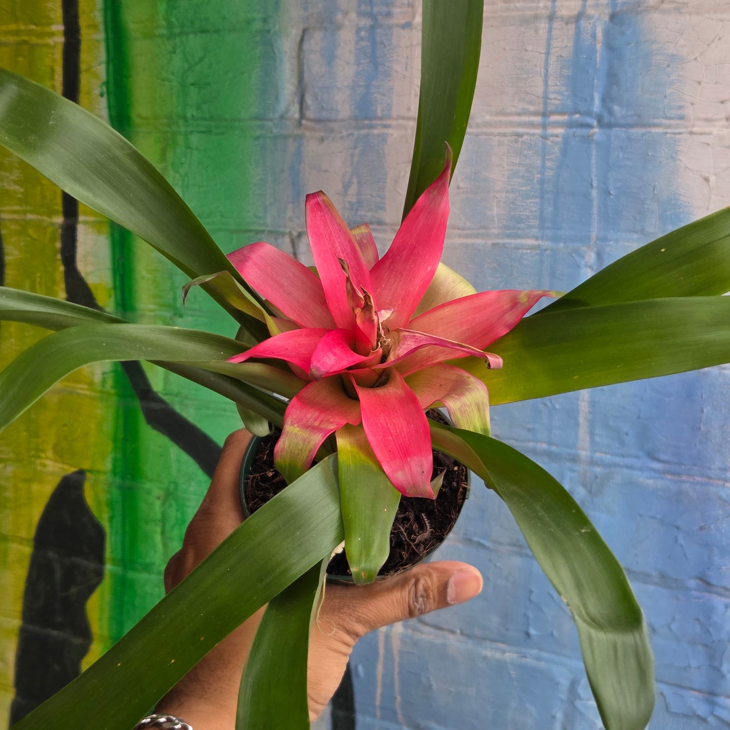 4" Bromeliad Guzmania Pink (TAC)