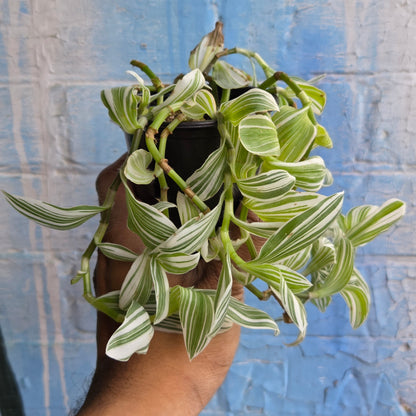 3.5" Tradescantia Fluminensis Quicksilver