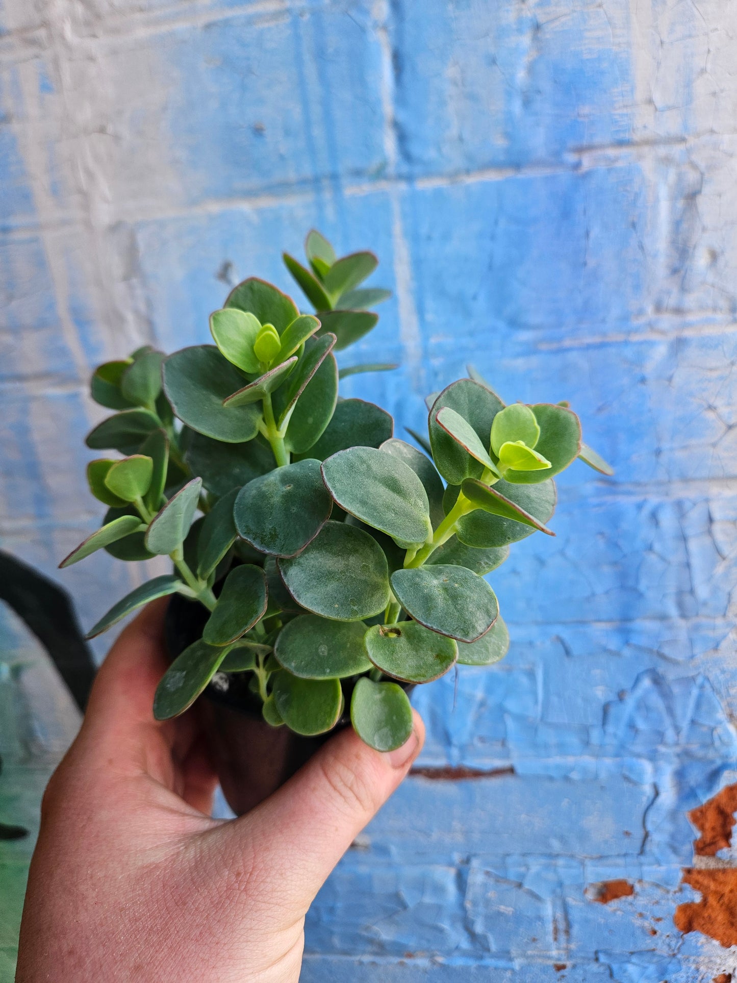 3.5" Kalanchoe Marnieriana