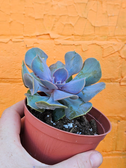 4" Echeveria Valkyrie (Copy)
