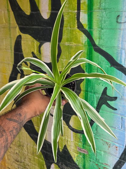 3.5" Reverse Variegated Spider Plant