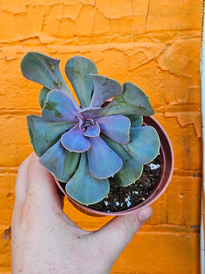 4" Echeveria Valkyrie (Copy)