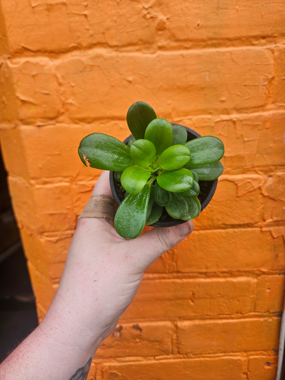 3.5" Peperomia Opus Grandis