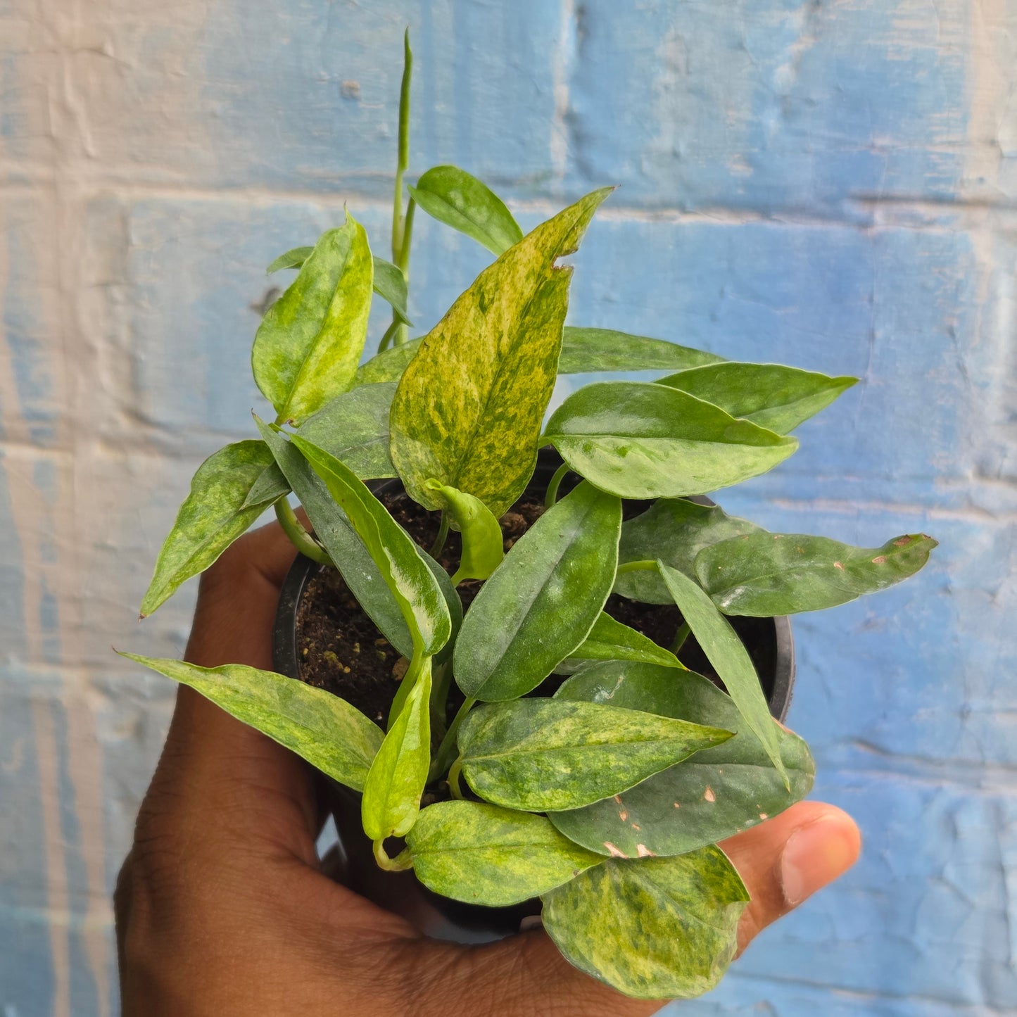 3.5" Epipremnum Pinnatum Yellow Mint