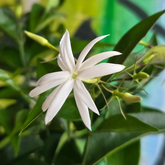 6'' Star Jasmine