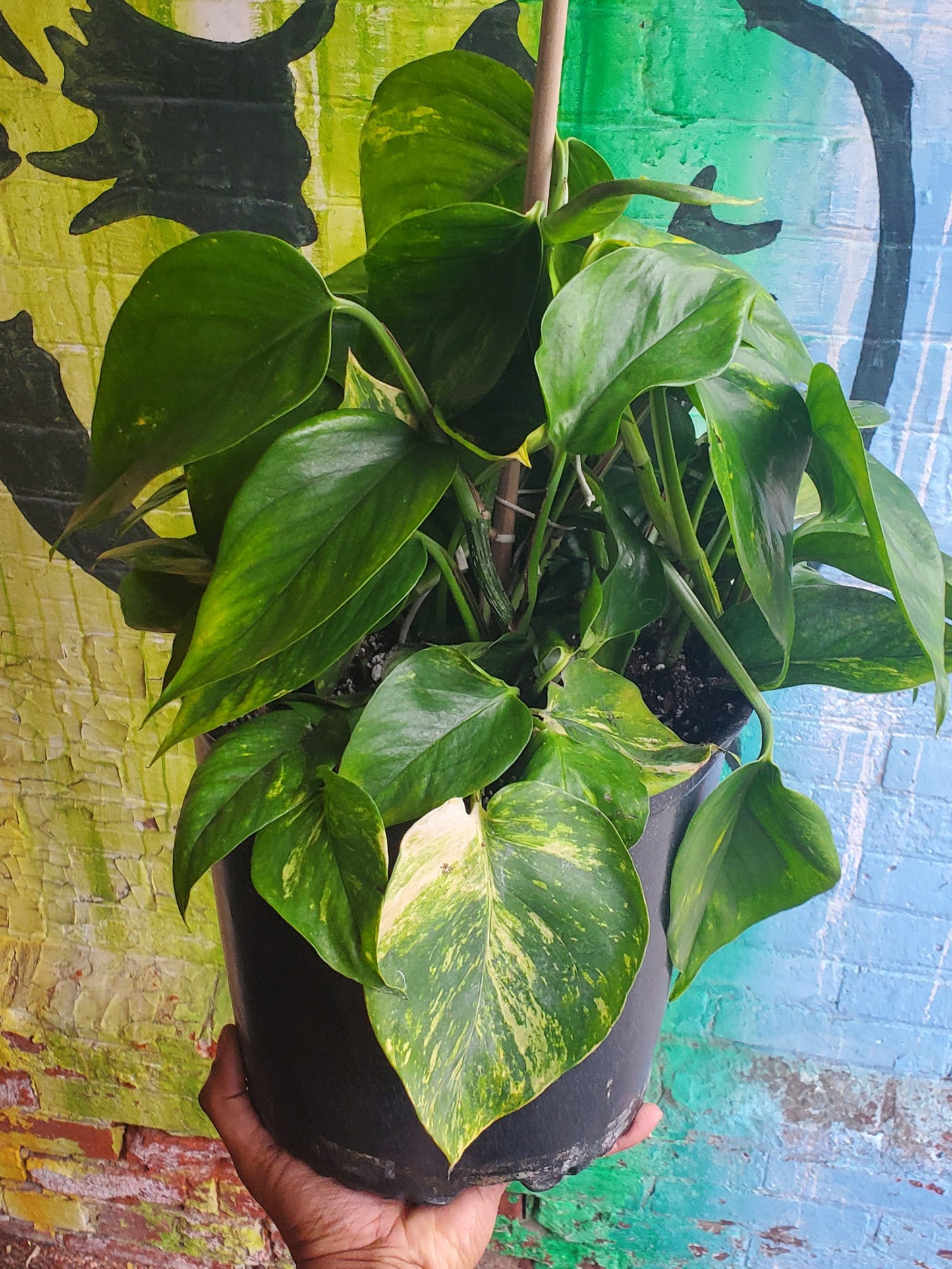 10" Pothos Golden Totem