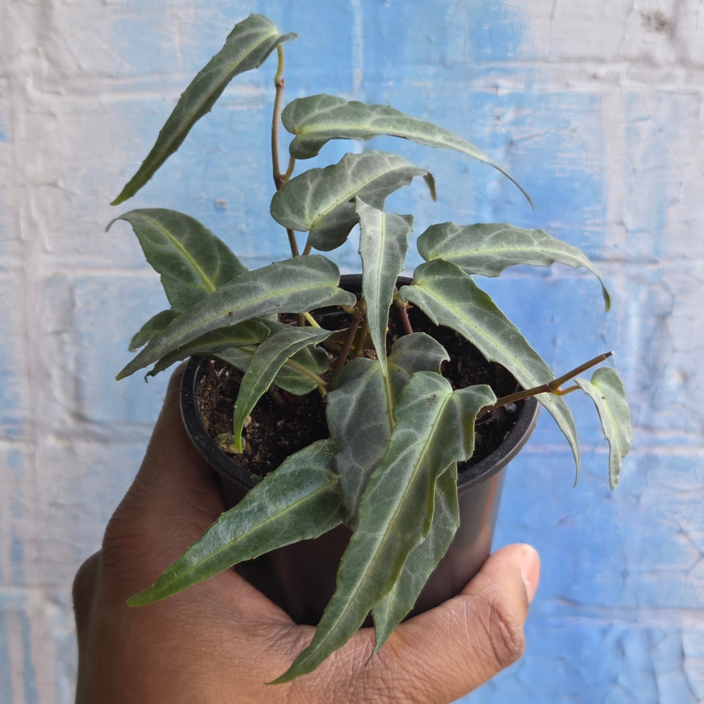 3.5” Cissus Amazonica