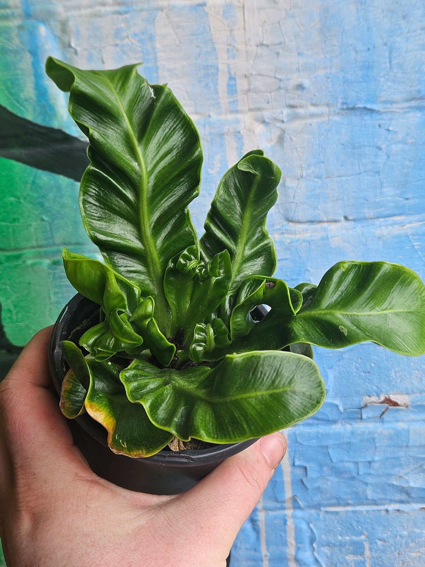 3.5 Asplenium nidus 'Cobra'